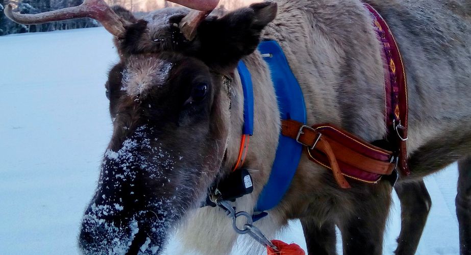 Rendier bij de boerderij